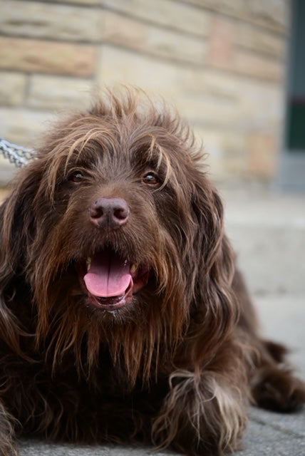 Pet Photography