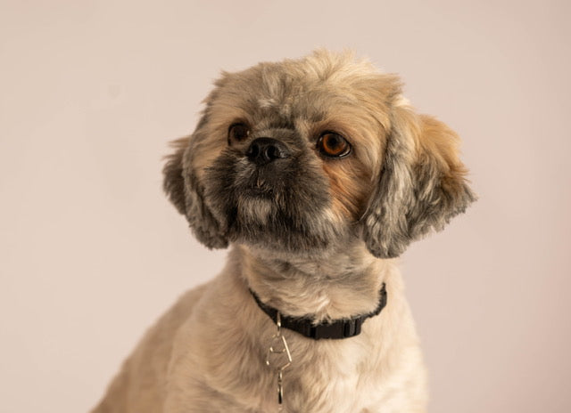Pet Photography