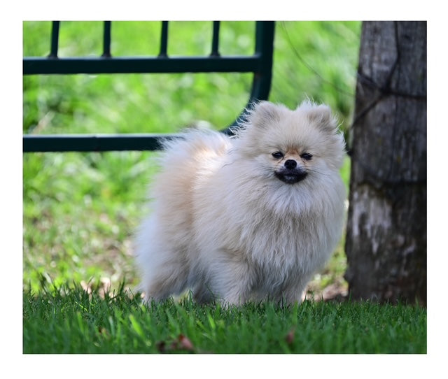 Pet Photography