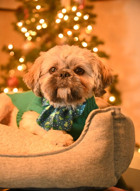 Pet Photography
