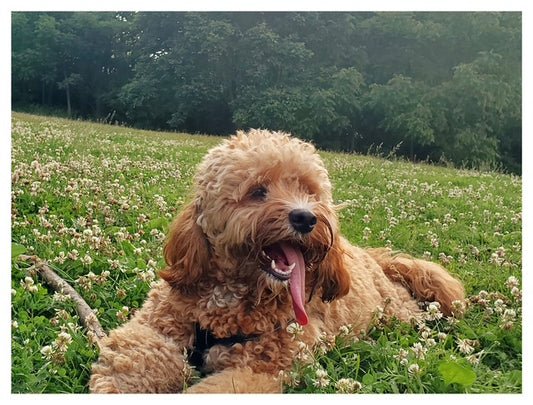 Pet Photography